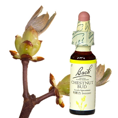 7:チェストナットバッド(グリセリン)