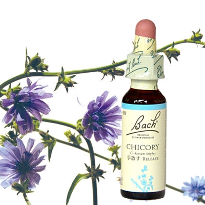 8:チコリー(グリセリン)