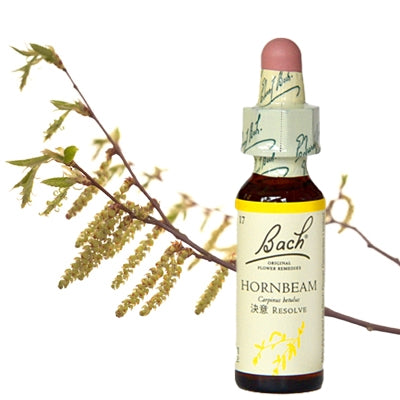 17:ホーンビーム(グリセリン)