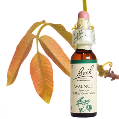 33:ウォールナット(グリセリン)