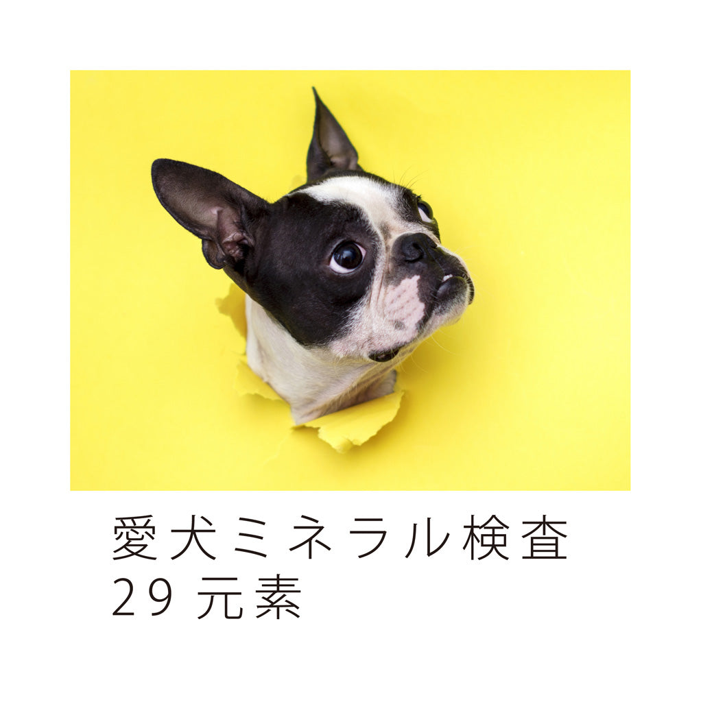 愛犬ミネラル検査29元素