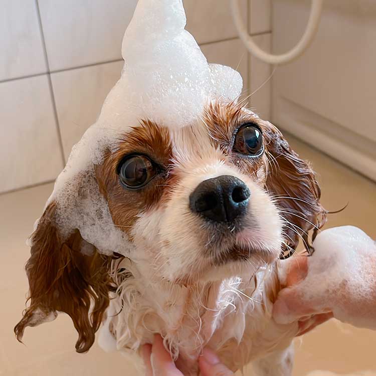 トライアルセット シャンメシャン 自然のシャンプー&自然のリンス