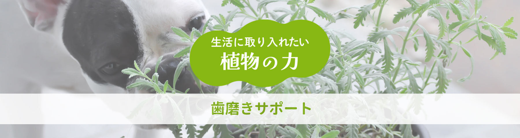 植物の力で 歯磨きサポート