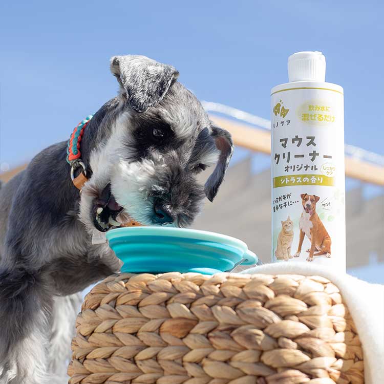 ハノケア マウスクリーナー オリジナル シトラスの香り 237ml×6本セット 楽天市場】ハノケア キャットマウスクリーナー オリジナル